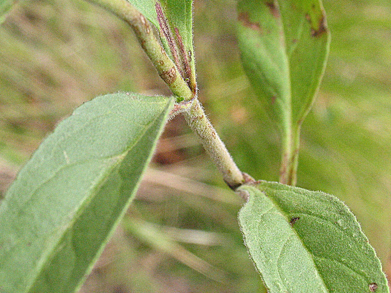 Veronivca spicata (=Pseudolysimachion spicatum) / Veronica spicata